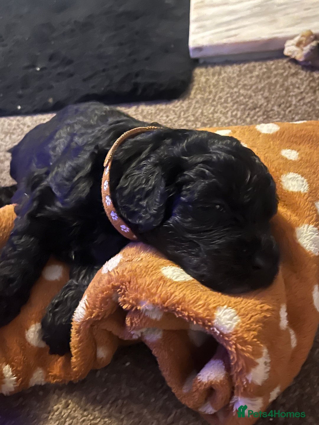 Goldendoodle dogs for sale: F1B Goldendoodle Puppies (SOLD) - Image 19