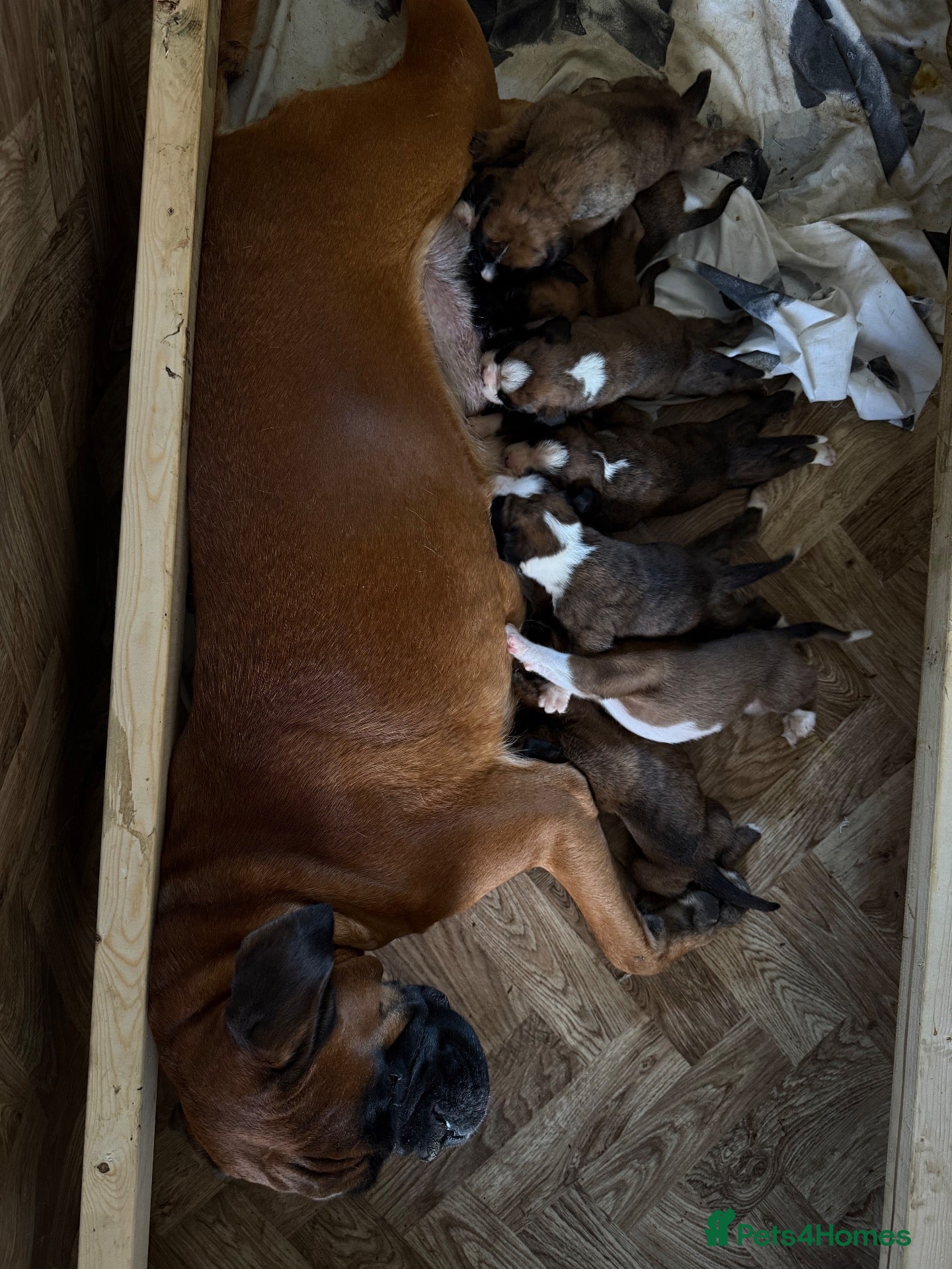 Boxer dogs Beautiful Boxers - Advert 4