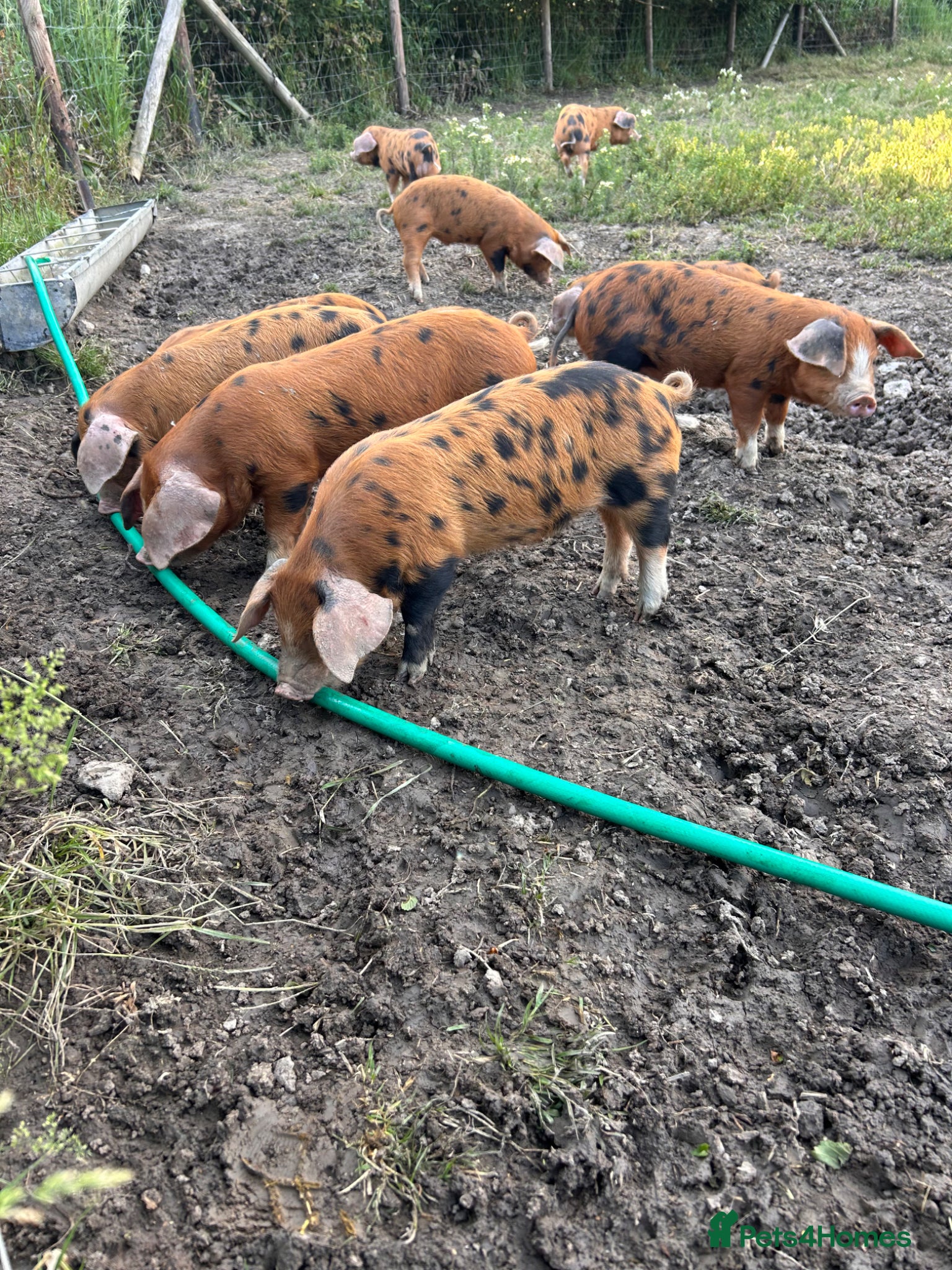 Pig livestock for sale: Pure bred Oxford Sandy Black Weaners pigs piglets - Advert 2