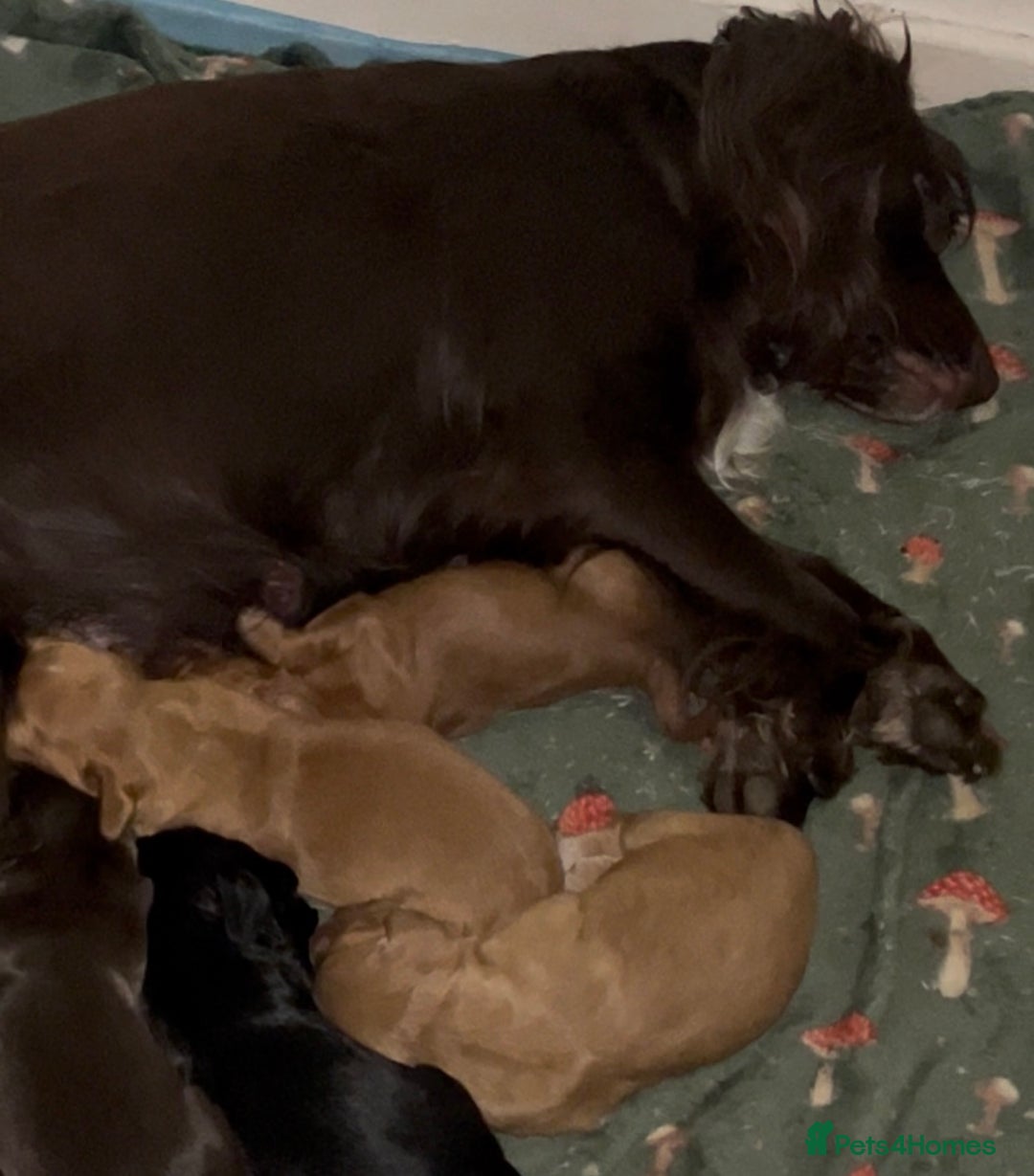 Sprocker dogs for sale: Stunning sprocker spaniel pups  - Image 8