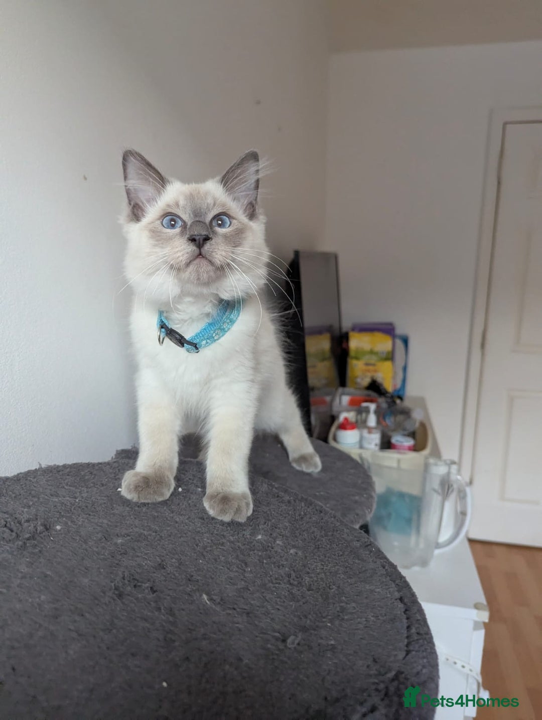 Ragdoll cats for sale:  Ragdoll kittens  - Image 25