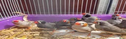 Finches birds for sale: Beautiful Young Zebra Finch Pairs  in Sheffield - Advert 5