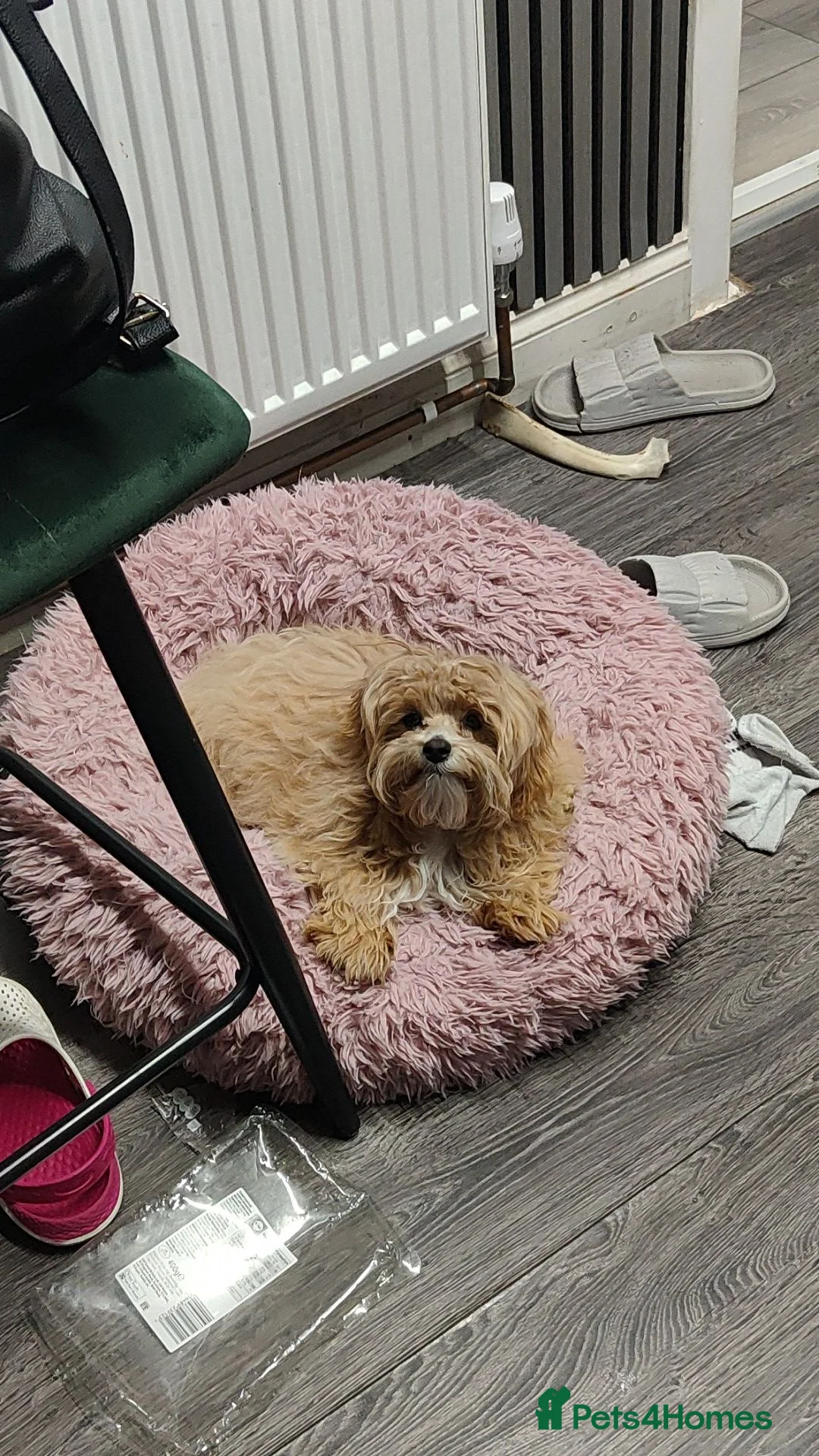 Maltipoo dogs for sale: F1 Asian Maltipoo puppies  - Advert 2