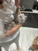 British Shorthair cats - Advert 14