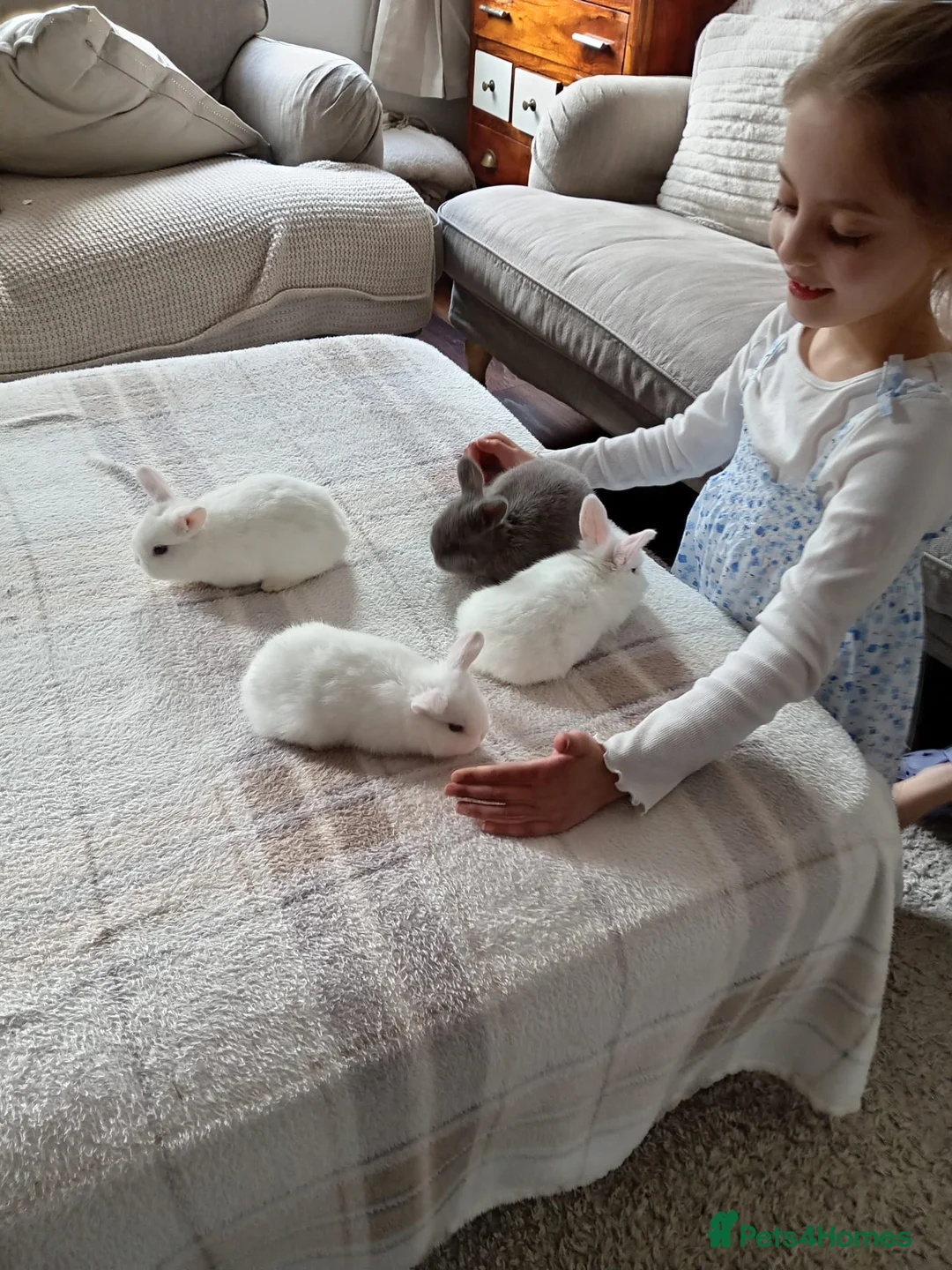 Mixed Breed rabbits for sale: Job lot rabbits  - Advert 2