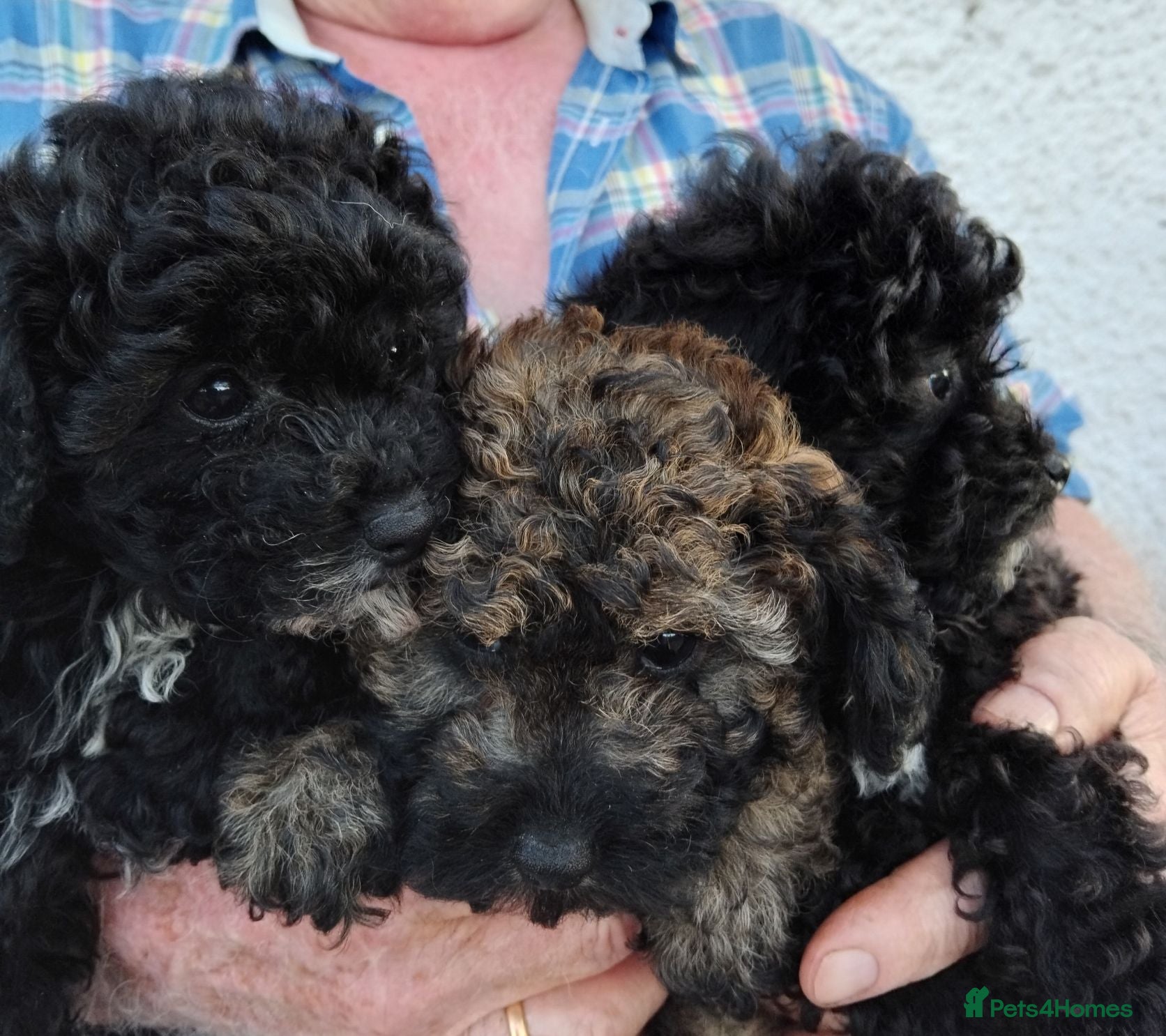 Poochon dogs POOCHON PUPPIES IN NORTHERN IRELAND - Advert 1