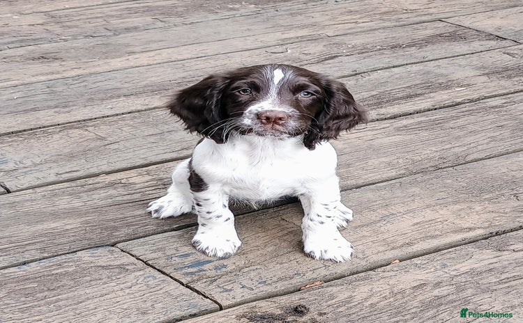 Sprocker dogs - Advert 8