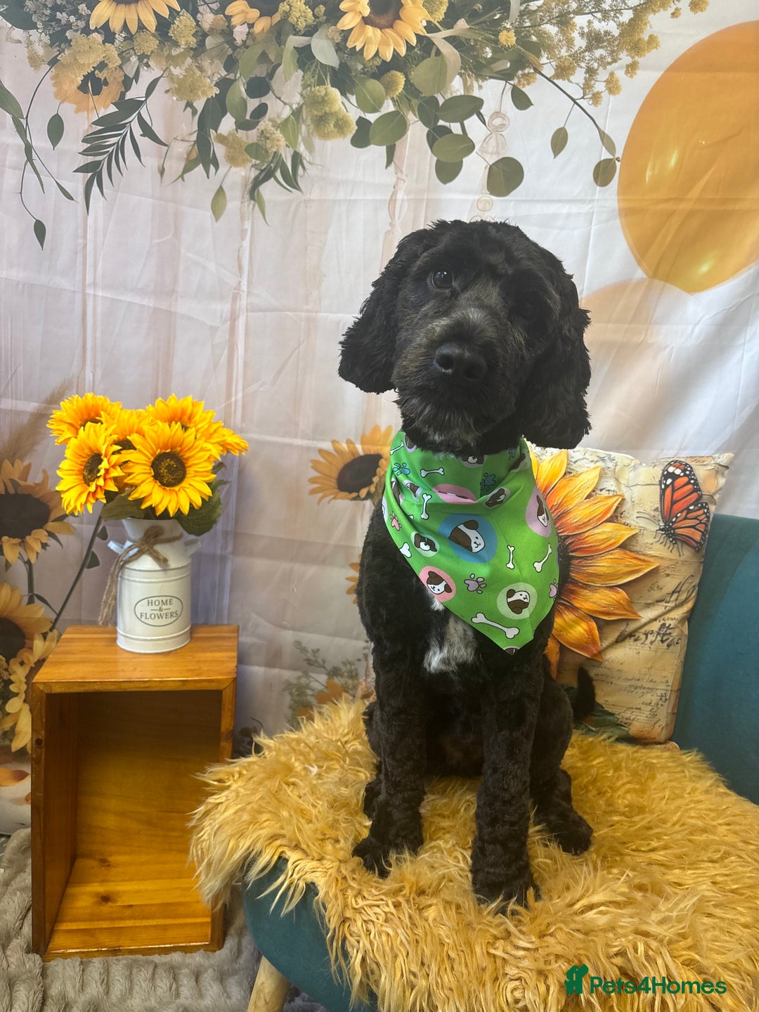 Cockapoo dogs for sale: Rio (13 month old Cockapoo)  - Advert 5