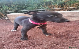 Greyhound dogs for sale: 💙READY TO GO💙 1 pup left - Irish Greyhound  - Image 26