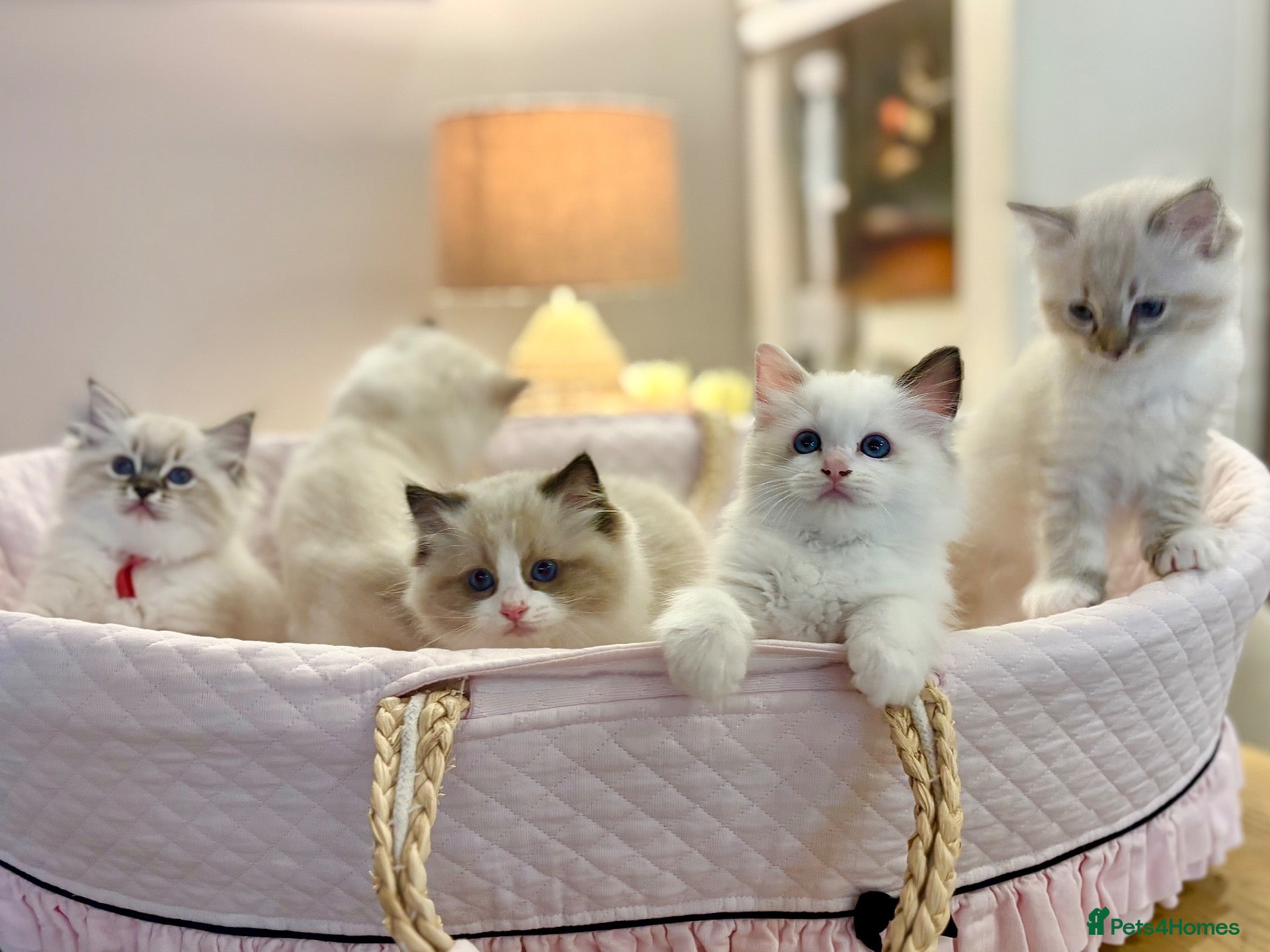 Ragdoll cats Pedigree show quality kitten Ragdolls 💝 - Advert 1