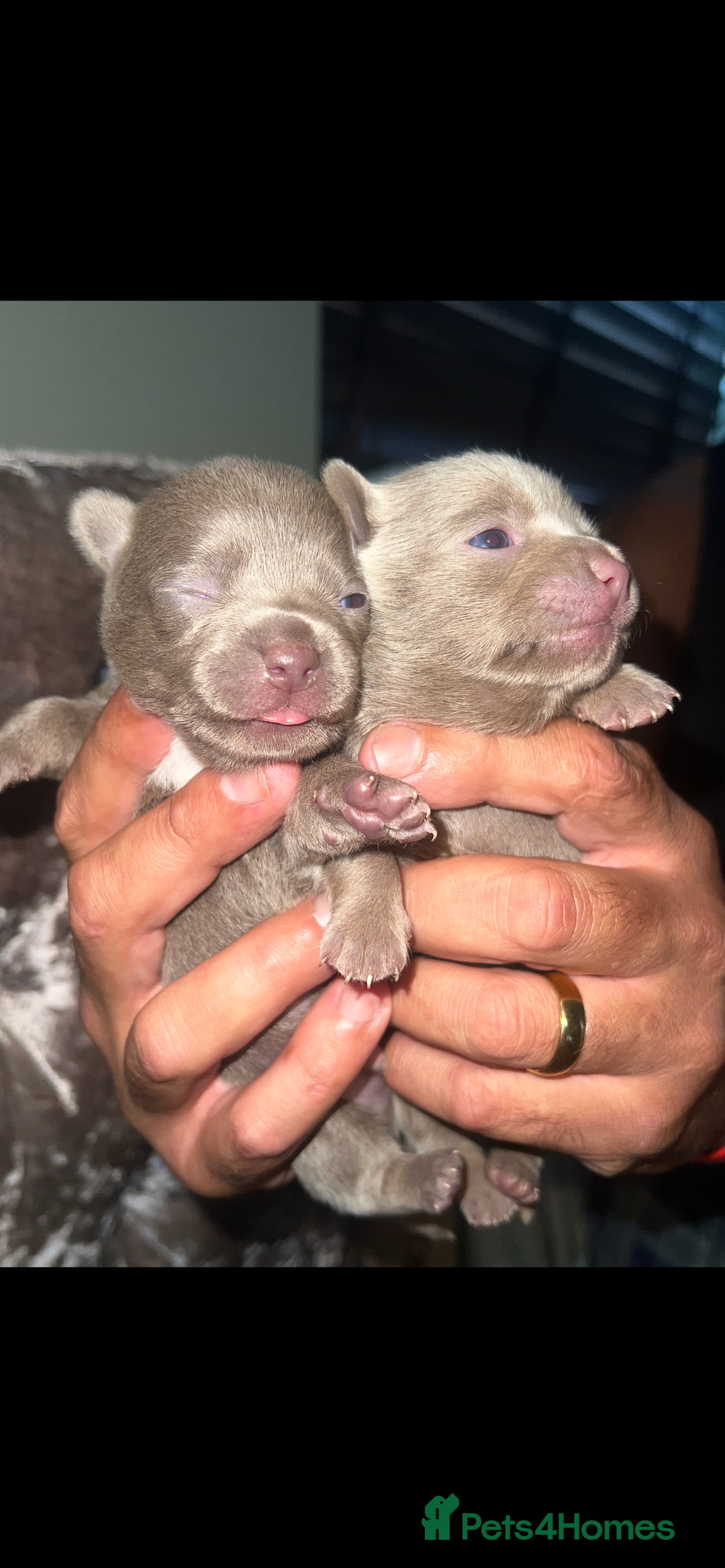 Chihuahua dogs for sale: Chihuahua puppy’s blue and lilicas  - Image 2