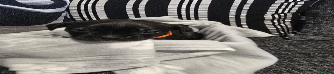 Mixed Breed orange collar
