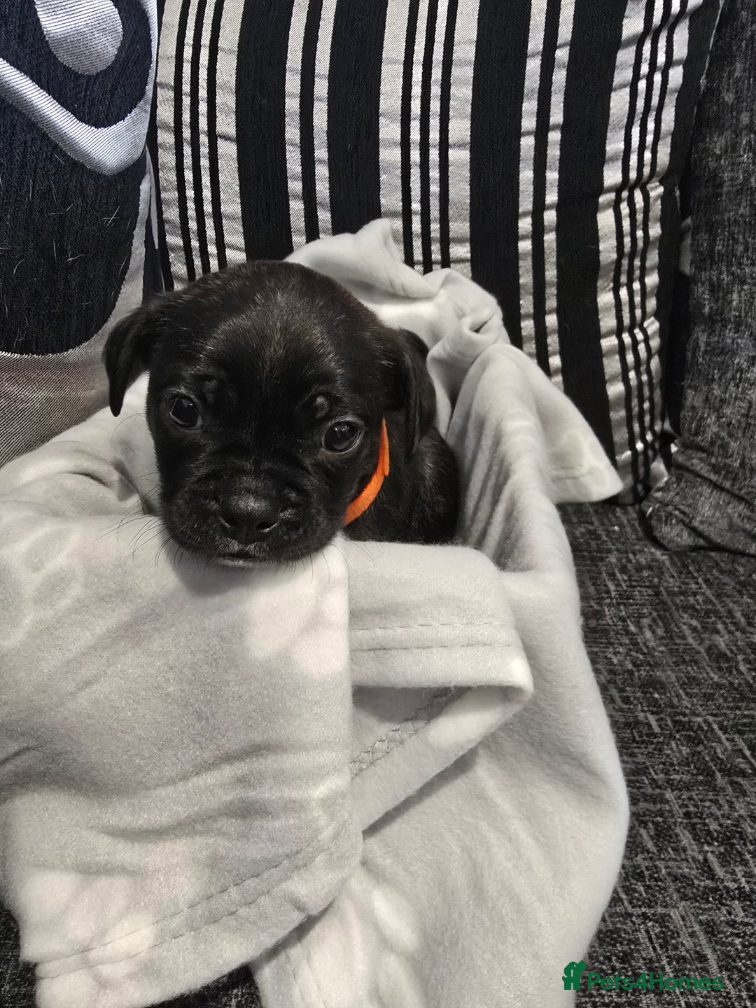 Mixed Breed dogs for sale: Puppy chugs 4 boys  - Image 37