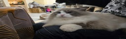Ragdoll cats for stud: Charles - TICA and Gccf registered active boy  in Bournemouth - Advert 24