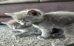 Russian Blue cats for sale: Ragdoll / Russian blue kittens available now  - Image 2