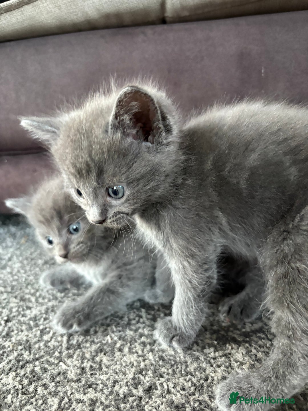Russian Blue cats for sale: Ragdoll / Russian blue kittens available now  - Image 2