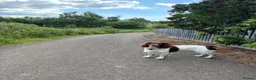 English Springer Spaniel dogs for stud: English Springer for Stud - Advert 3