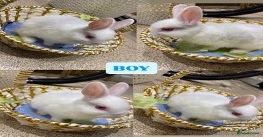 Netherland Dwarf rabbits - Advert 1