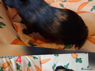 Guinea Pig rodents Beautiful Baby guinea pigs looking for new home - Advert 5