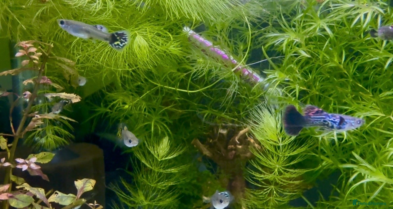 Live Bearers fish for sale: Guppy’s  - Advert 4