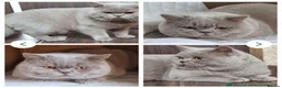 British Shorthair cats for sale: 🐾 British Shorthair Kittens for Sale 🐾 - Advert 2
