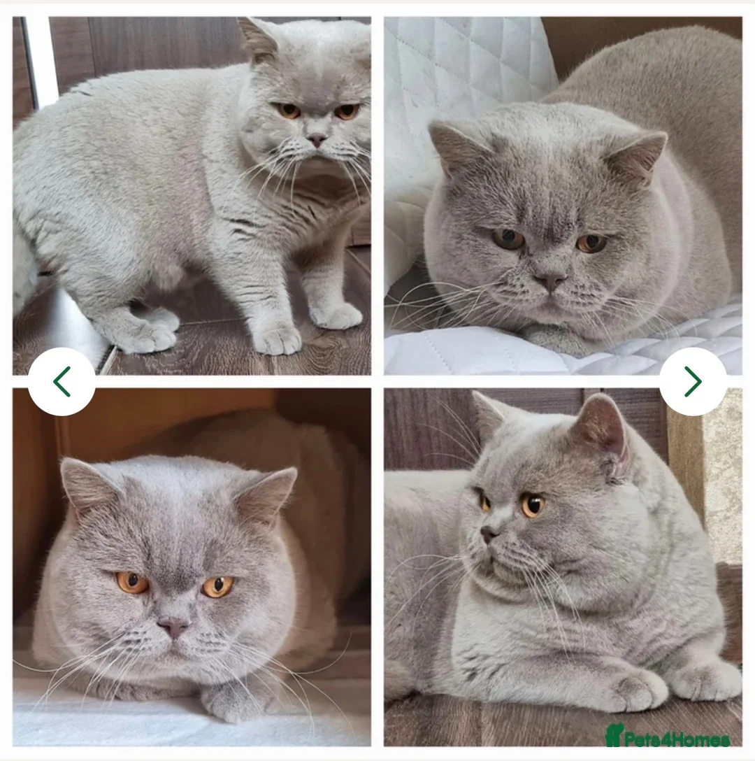British Shorthair cats for sale: 🐾 British Shorthair Kittens for Sale 🐾 - Advert 2