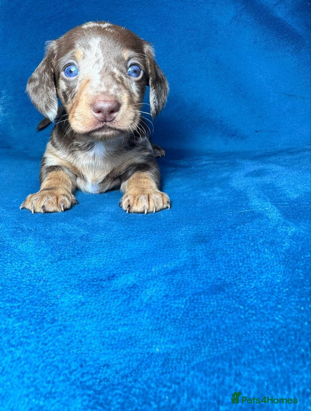Miniature Dachshund dogs for sale: ADORABLE MINIATURE DACHSHUND PUPPIES - Image 3