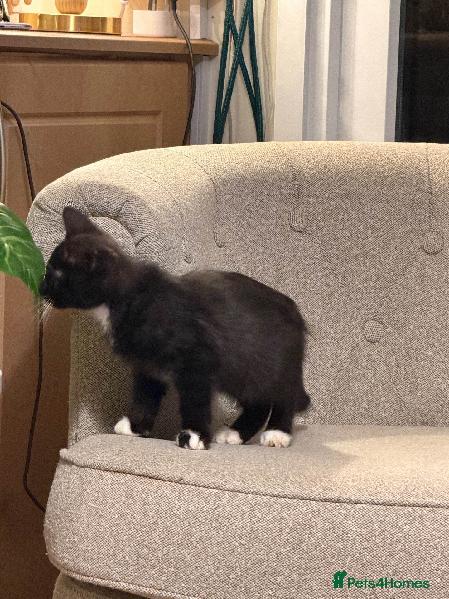 Mixed Breed cats Loving fluffy kittens  - Advert 7