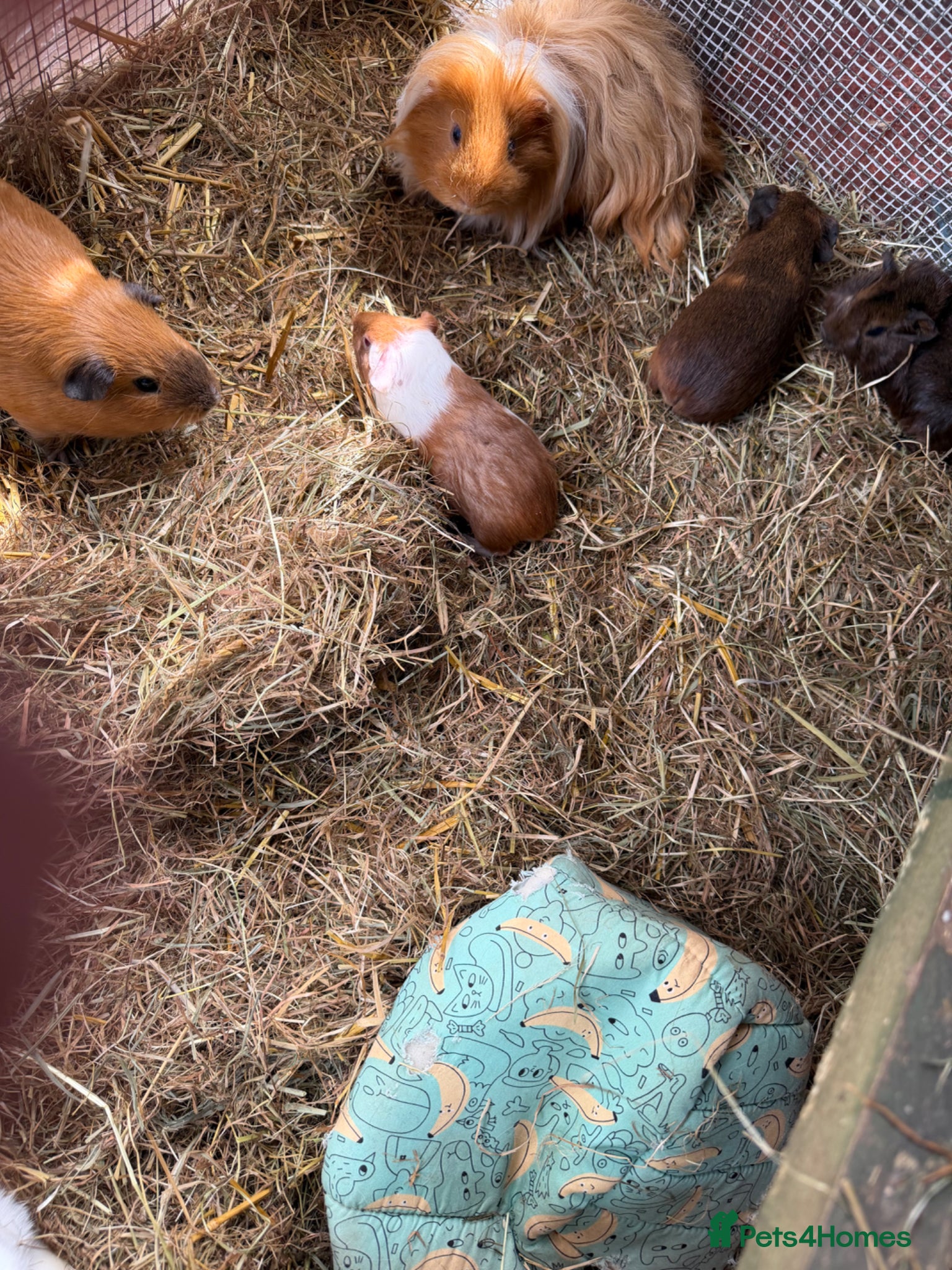 Guinea Pig rodents 3 x Abyssinian x rex boars - Advert 6