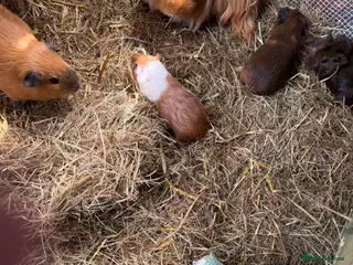 Guinea Pig rodents 3 x Abyssinian x rex boars - Advert 6