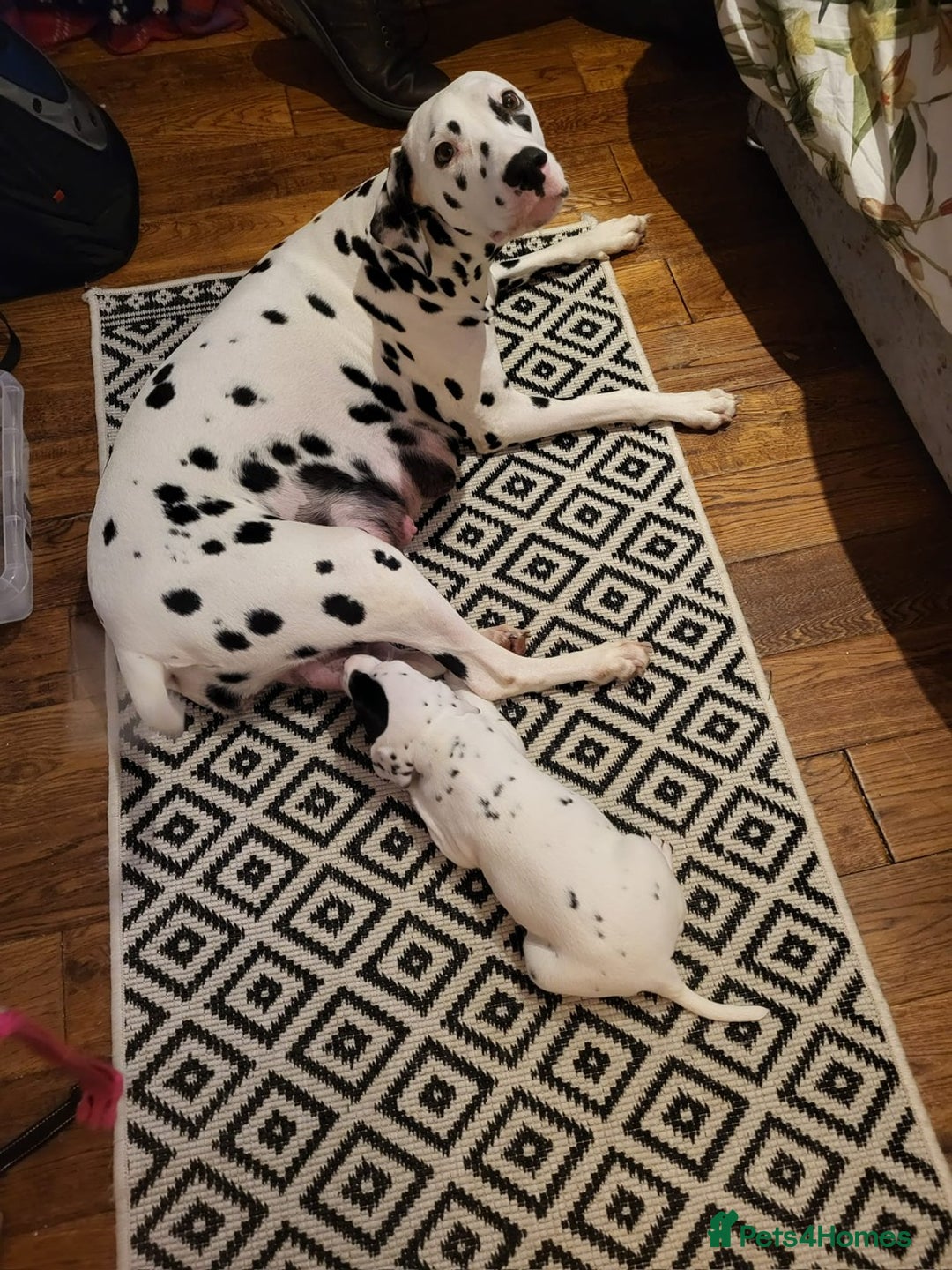 Dalmatian dogs for sale: Dalmation Puppies For Sale - Advert 20