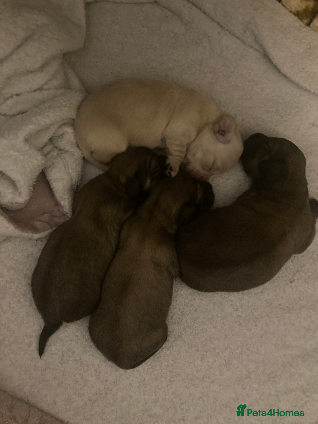 Miniature Dachshund dogs for sale: Gorgeous Long haired dachshund pups  - Advert 5