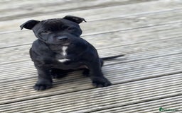 Staffordshire Bull Terrier dogs for sale: Staffordshire bull terrier  - Image 1