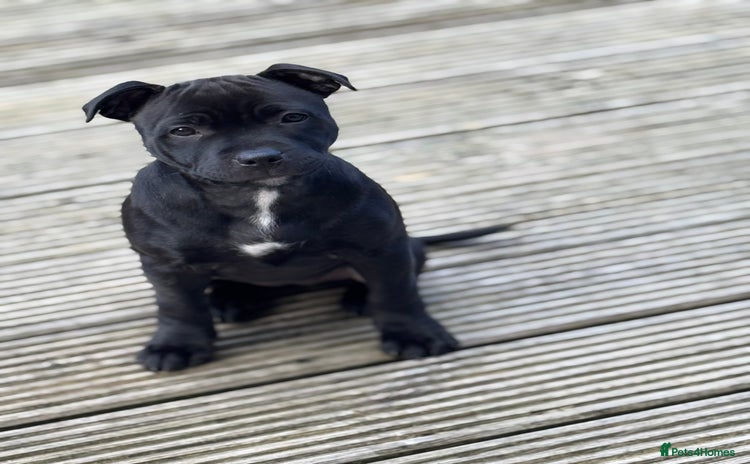 Staffordshire Bull Terrier dogs - Advert 1