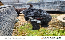 Cockapoo dogs for sale: Toy cockapoos READY NOW  - Image 28