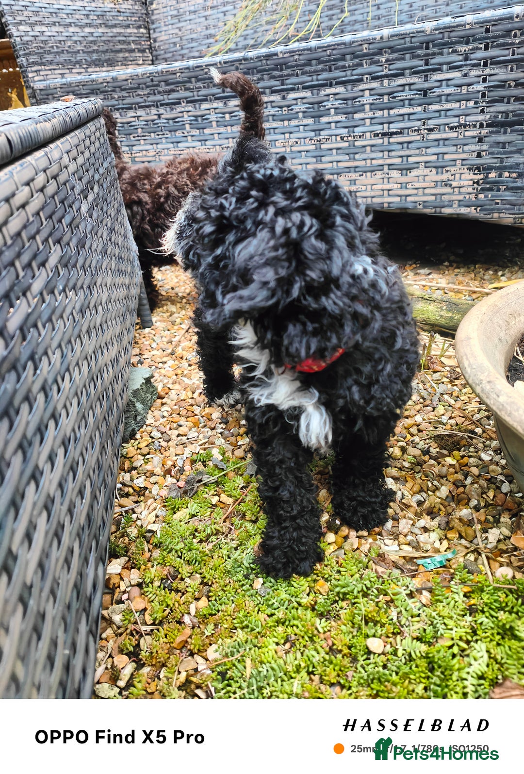 Cockapoo dogs for sale: Toy cockapoos READY NOW  - Image 28