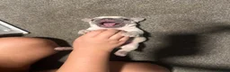 French Bulldog dogs for sale: Beautiful Frenchie boy only one @look@ - Advert 13