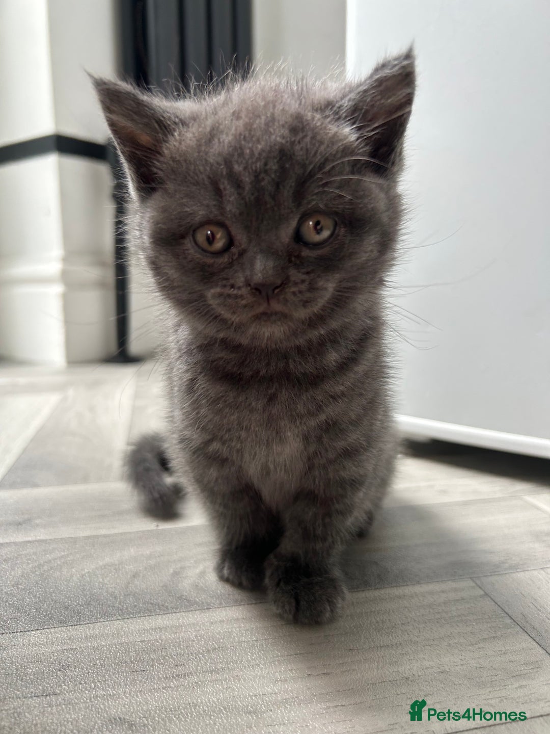 British Shorthair cats for sale: Pure British Shorthair kittens available  - Image 3