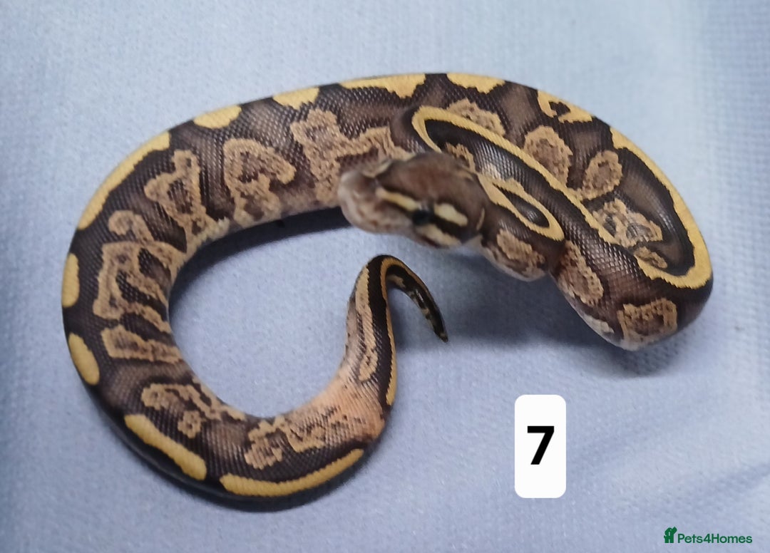Python Snake reptiles for sale: Royal Python Morphs Females  - Image 17