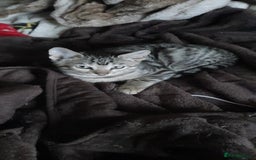 Bengal cats for sale: 5 stunning boy bengal x snow lynx  - Advert 7