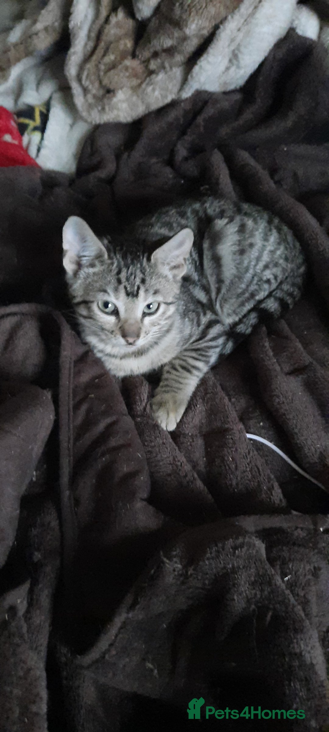 Bengal cats for sale: 5 stunning boy bengal x snow lynx  - Advert 7