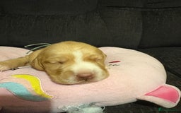 Cockerdor dogs for sale: Cockerdors  - Advert 9