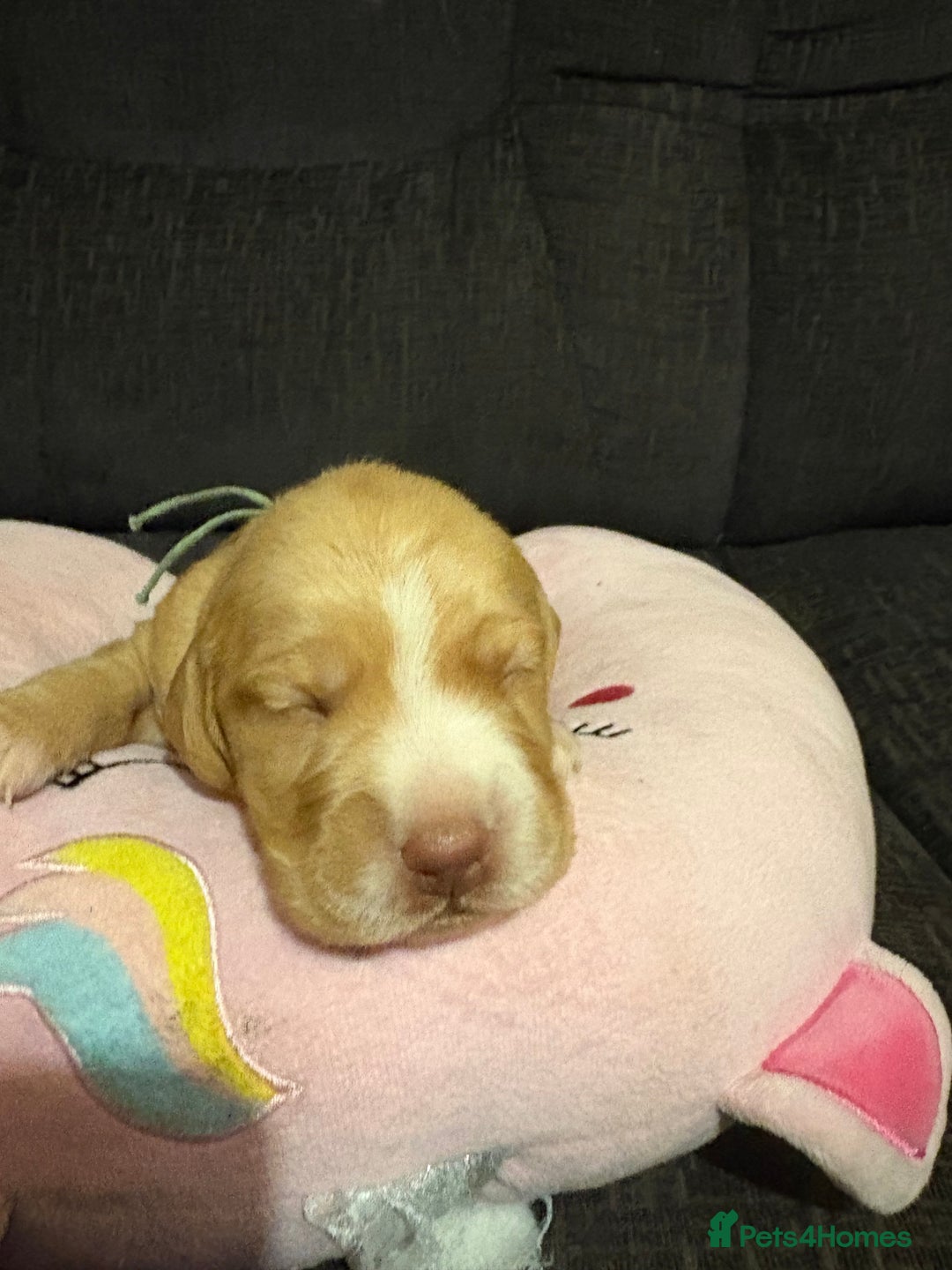 Cockerdor dogs for sale: Cockerdors  - Advert 9