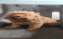 Cockapoo dogs for sale: 5 lovely cuddly puppies - Advert 10