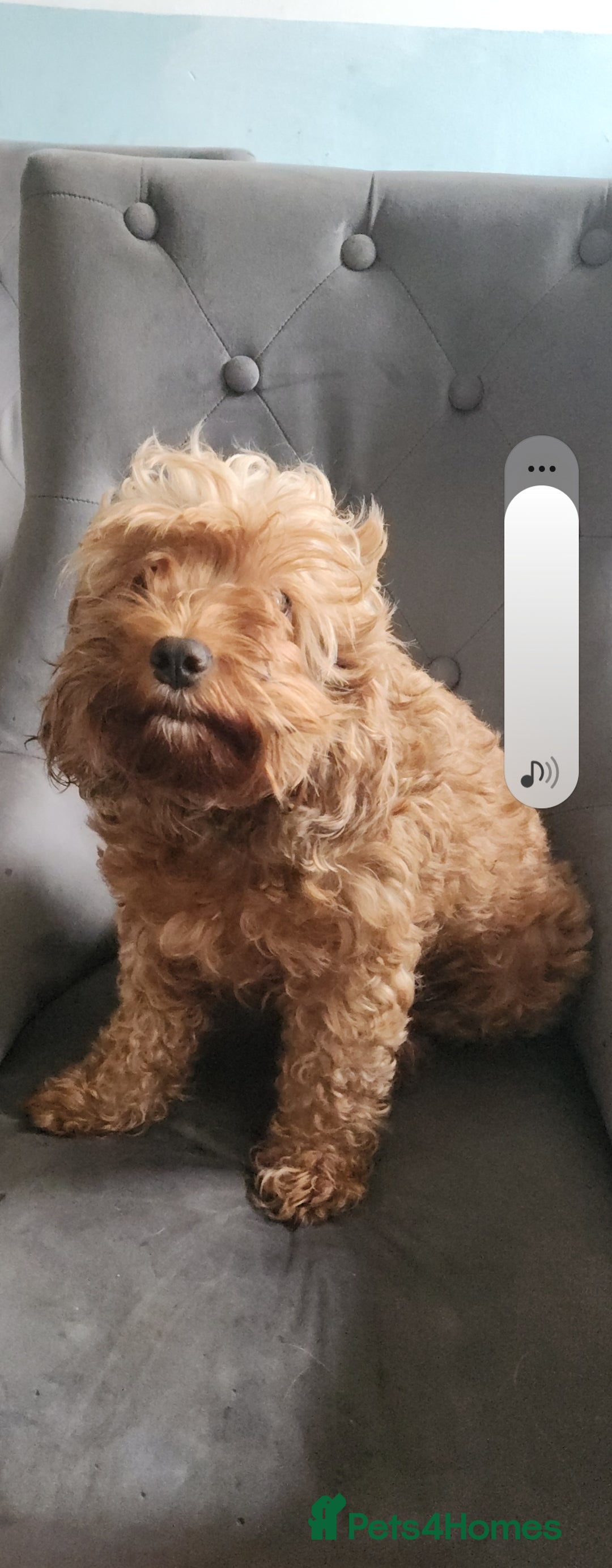 Cockapoo dogs for sale: 5 lovely cuddly puppies - Advert 10