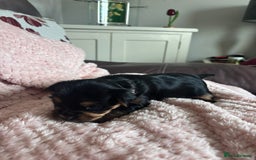 Yorkshire Terrier dogs for sale: Miniature Yorkshire Terrier Puppies  - Image 4
