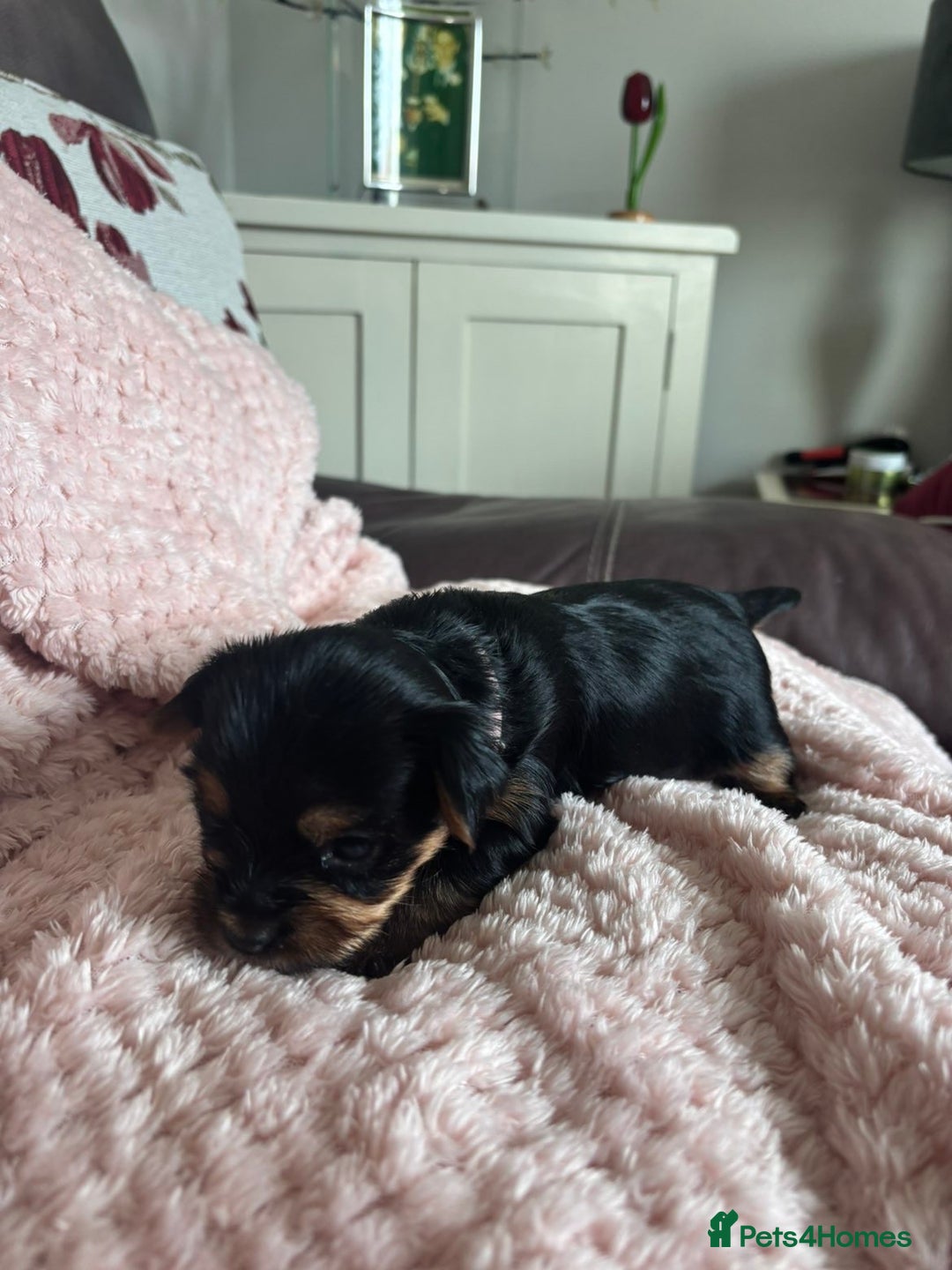 Yorkshire Terrier dogs for sale: Miniature Yorkshire Terrier Puppies  - Image 4