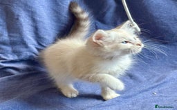 Siberian cats for sale: Four Siberian kittens - Image 7