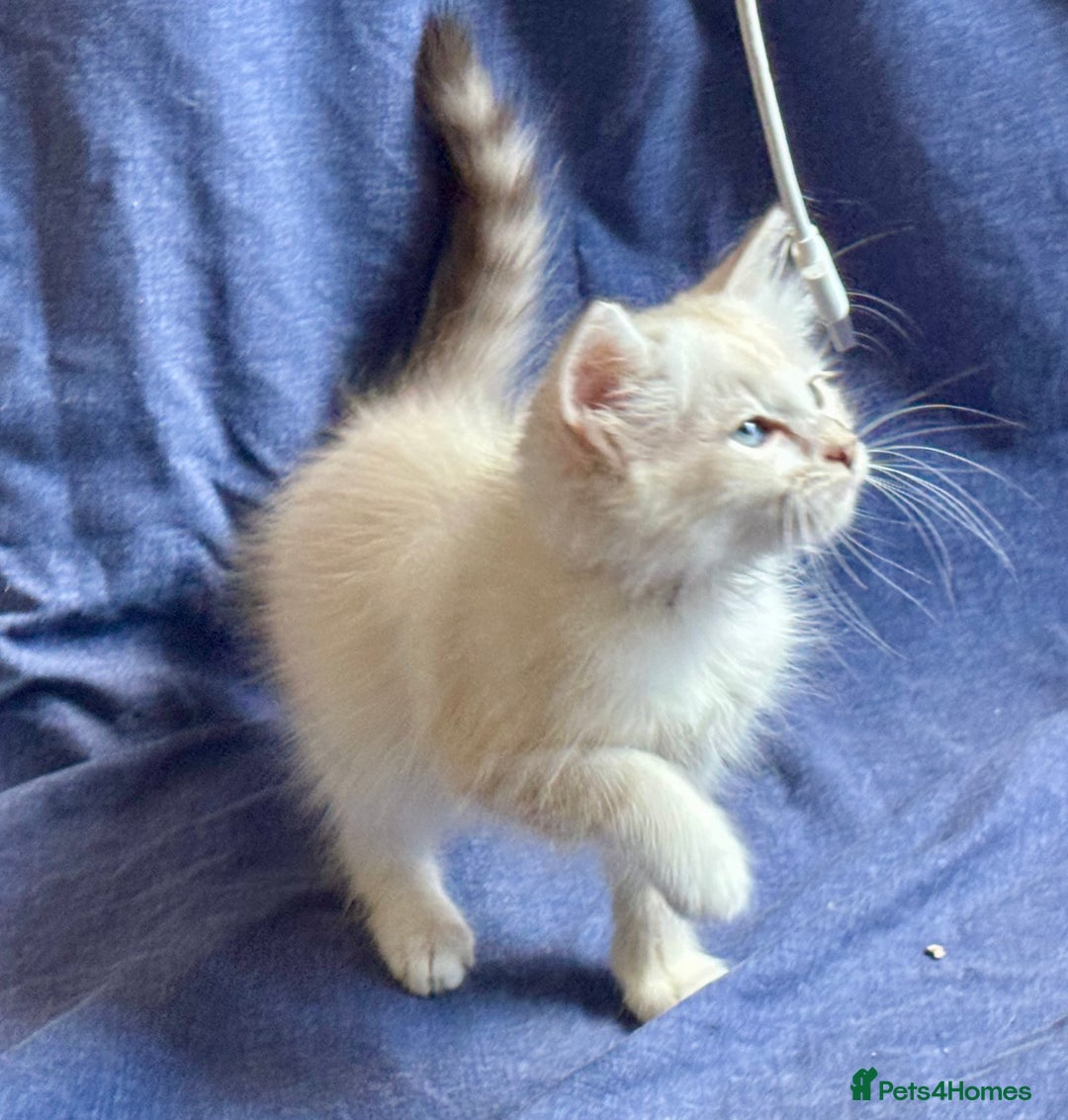 Siberian cats for sale: Four Siberian kittens - Image 7