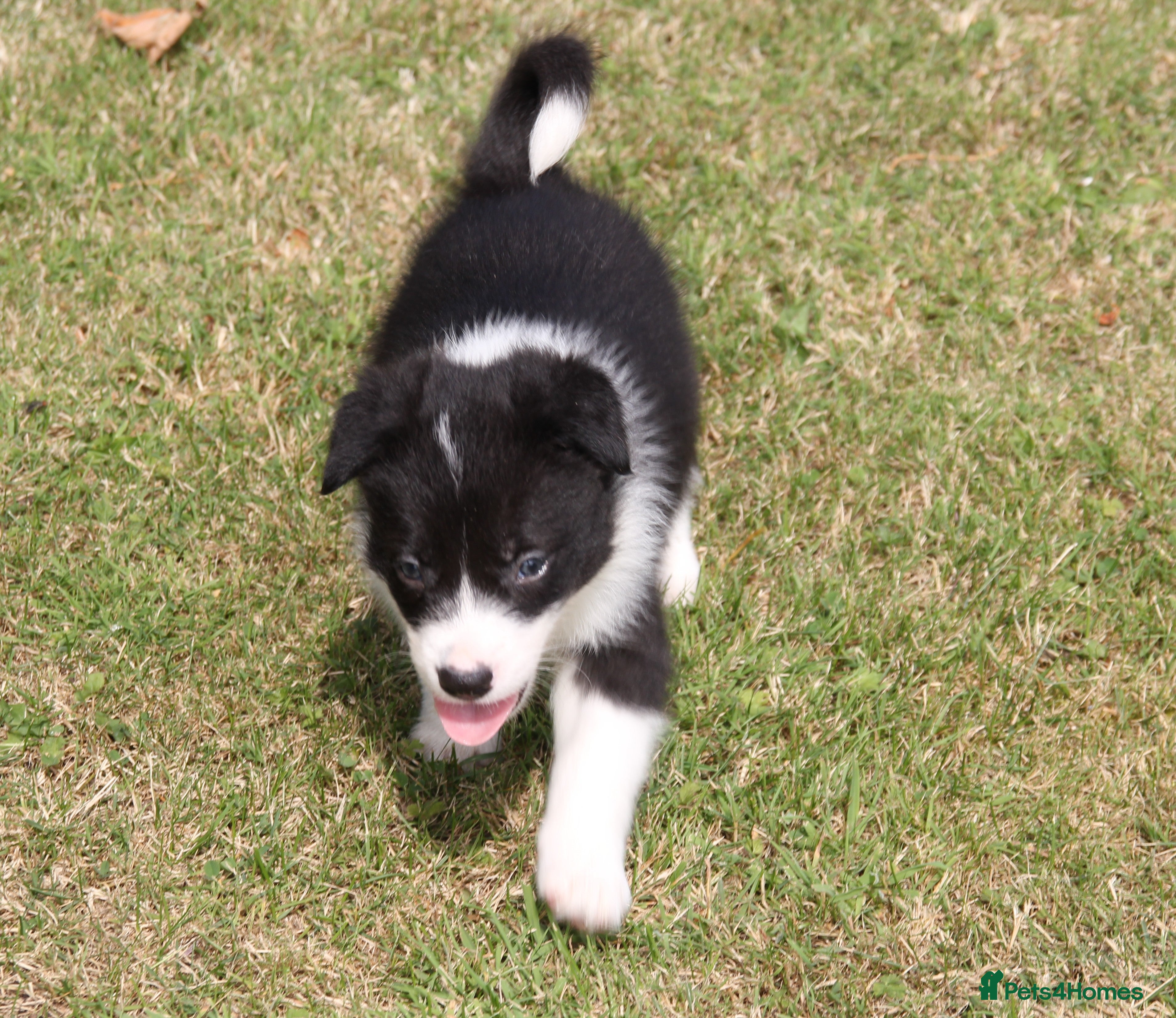 Border Collie dogs Border Collie Puppies for Sale - Advert 2